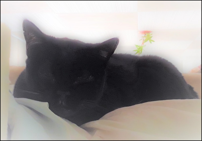 Zoe black cat with pastel light around her